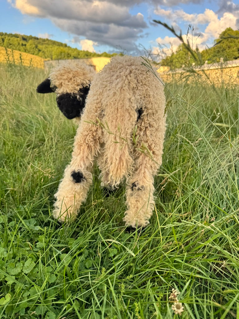 Finley